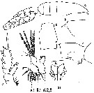 Species Euchaeta media - Plate 14 of morphological figures