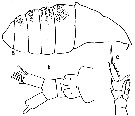 Espce Centropages bradyi - Planche 8 de figures morphologiques