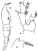 Espce Pleuromamma xiphias - Planche 29 de figures morphologiques