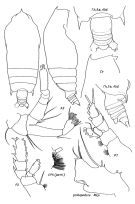Espce Gaetanus antarcticus - Planche 3 de figures morphologiques