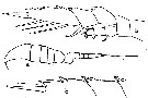 Espce Lucicutia flavicornis - Planche 13 de figures morphologiques