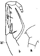 Espce Heterorhabdus spinifrons - Planche 16 de figures morphologiques
