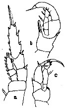 Espce Heterostylites longicornis - Planche 9 de figures morphologiques