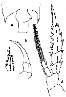 Espce Candacia bipinnata - Planche 8 de figures morphologiques