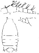 Espce Candacia bipinnata - Planche 9 de figures morphologiques