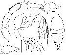 Espce Candacia ethiopica - Planche 8 de figures morphologiques