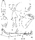 Espce Labidocera trispinosa - Planche 1 de figures morphologiques