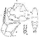 Espce Acartia (Acanthacartia) tonsa - Planche 17 de figures morphologiques