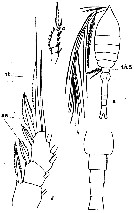 Espce Oithona plumifera - Planche 7 de figures morphologiques