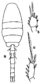 Espce Oithona nana - Planche 9 de figures morphologiques