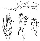 Espce Euterpina acutifrons - Planche 6 de figures morphologiques