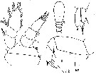 Espce Sapphirina angusta - Planche 11 de figures morphologiques