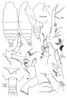 Espce Gaetanus brevicaudatus - Planche 1 de figures morphologiques