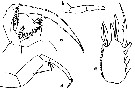 Espce Sapphirina nigromaculata - Planche 7 de figures morphologiques