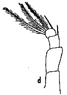 Espce Metridia boecki - Planche 4 de figures morphologiques