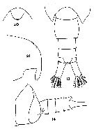 Species Ridgewayia marki - Plate 6 of morphological figures