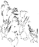 Espce Ridgewayia marki - Planche 7 de figures morphologiques