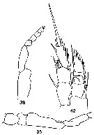Espce Ridgewayia marki - Planche 8 de figures morphologiques