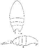 Espce Calanopia americana - Planche 3 de figures morphologiques