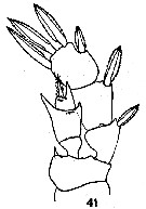 Espce Pseudocyclops magnus - Planche 4 de figures morphologiques