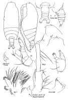 Espce Gaetanus brevicornis - Planche 1 de figures morphologiques