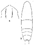 Espce Acartia (Acanthacartia) spinata - Planche 1 de figures morphologiques