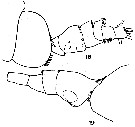 Espce Acartia (Acanthacartia) spinata - Planche 2 de figures morphologiques