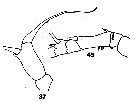 Espce Acartia (Acanthacartia) spinata - Planche 4 de figures morphologiques