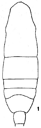 Espce Acartia (Acartiura) bermudensis - Planche 1 de figures morphologiques