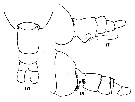 Espce Acartia (Acartiura) bermudensis - Planche 2 de figures morphologiques