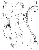 Espce Nullosetigera auctiseta - Planche 1 de figures morphologiques