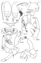 Espce Gaetanus brevirostris - Planche 1 de figures morphologiques