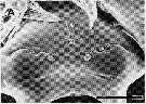 Species Nullosetigera impar - Plate 6 of morphological figures