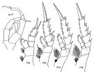 Espce Gaetanus brevicornis - Planche 2 de figures morphologiques