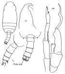 Espce Gaetanus brevispinus - Planche 7 de figures morphologiques