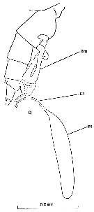 Espce Clausocalanus jobei - Planche 6 de figures morphologiques