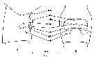 Espce Clausocalanus arcuicornis - Planche 9 de figures morphologiques