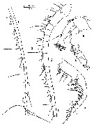 Espce Clausocalanus mastigophorus - Planche 8 de figures morphologiques