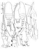 Espce Bradyidius pacificus - Planche 2 de figures morphologiques