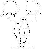 Espce Clausocalanus lividus - Planche 12 de figures morphologiques