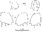 Espce Clausocalanus laticeps - Planche 9 de figures morphologiques