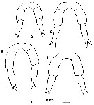 Espce Clausocalanus jobei - Planche 10 de figures morphologiques