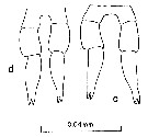 Espce Clausocalanus paululus - Planche 11 de figures morphologiques