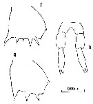 Species Clausocalanus brevipes - Plate 11 of morphological figures
