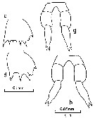 Espce Clausocalanus parapergens - Planche 10 de figures morphologiques