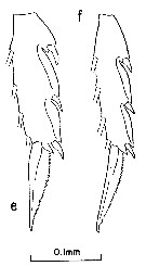 Espce Clausocalanus brevipes - Planche 12 de figures morphologiques