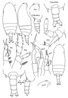 Espce Gaetanus simplex - Planche 1 de figures morphologiques