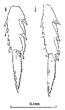 Espce Clausocalanus pergens - Planche 8 de figures morphologiques