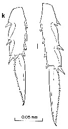 Espce Clausocalanus paululus - Planche 9 de figures morphologiques