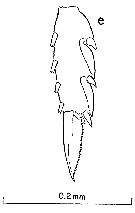 Espce Clausocalanus minor - Planche 6 de figures morphologiques